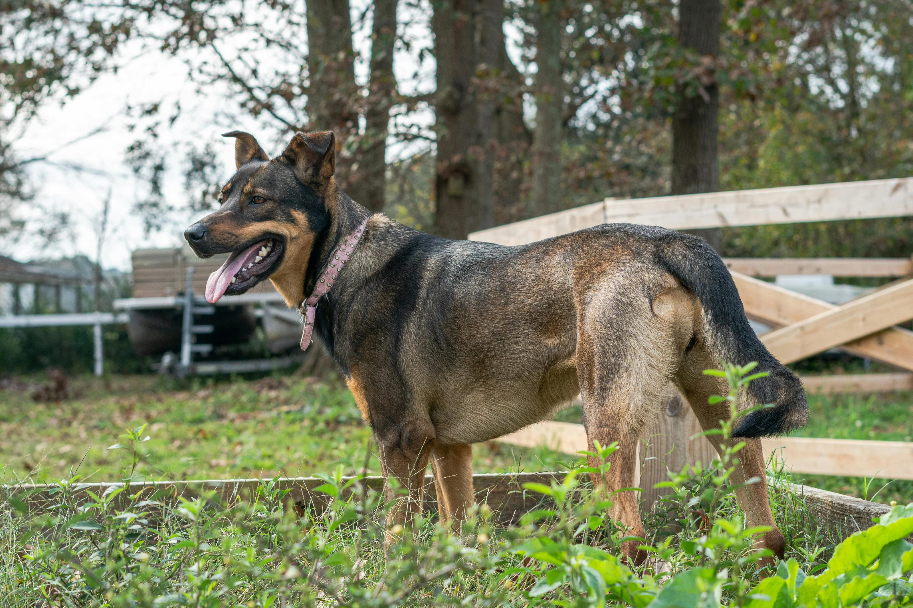 Professional Pet Diagnostics Made Affordable