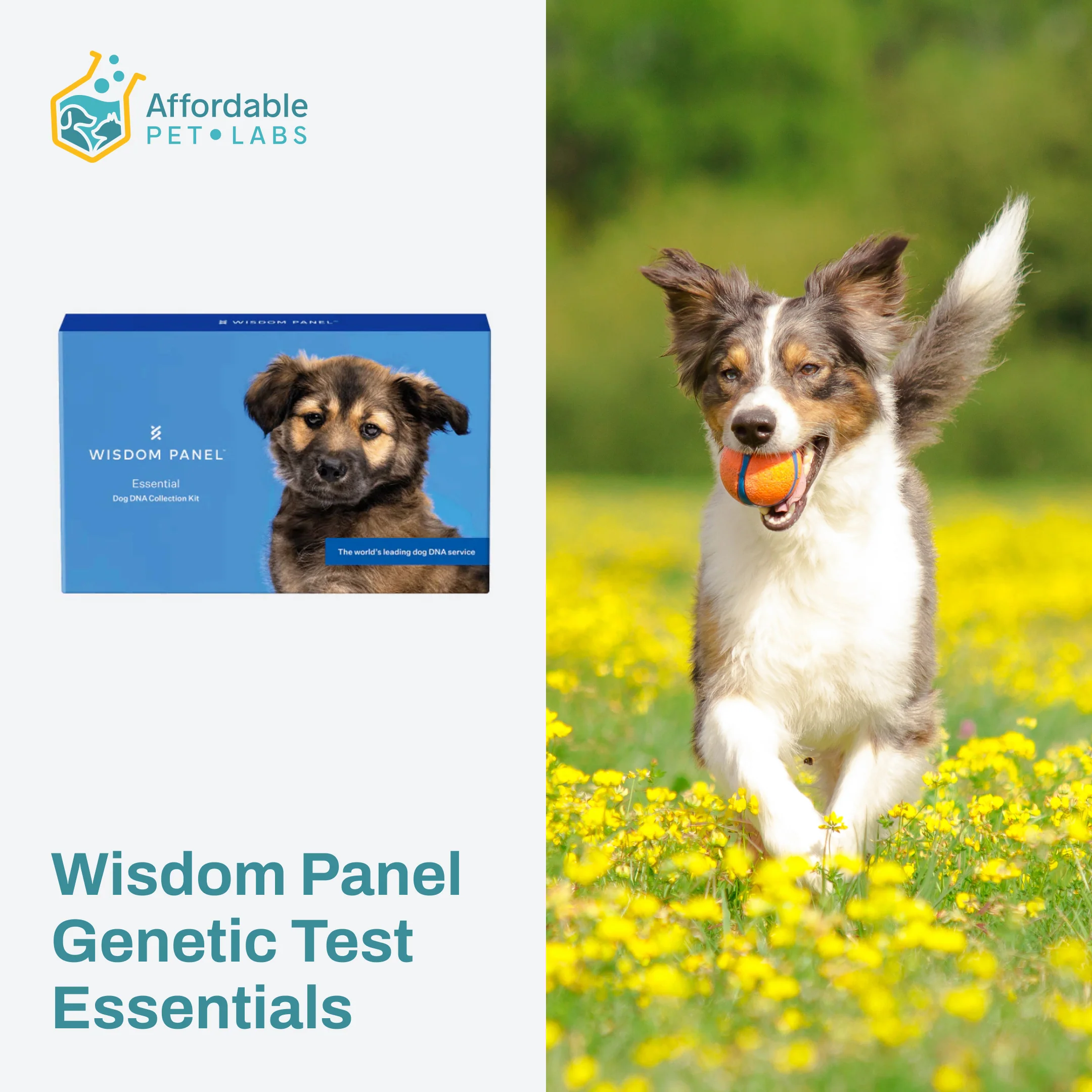 Tests for Dogs
